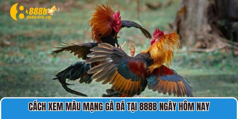 Cách xem màu mạng gà đá tại 888B ngày hôm nay