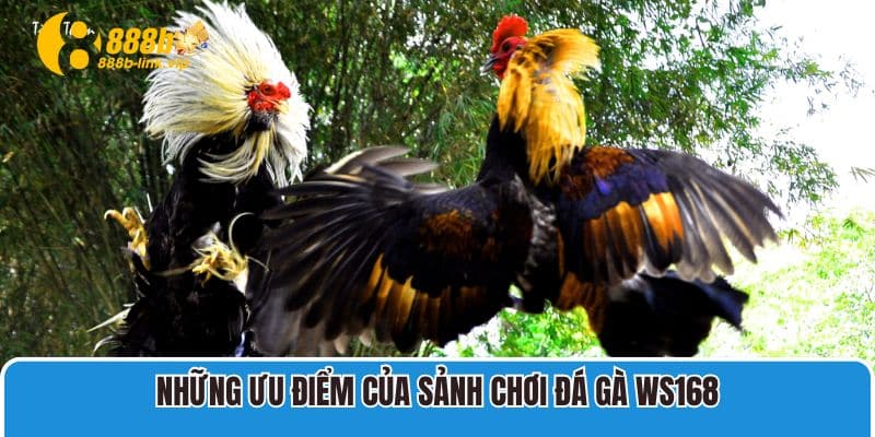 Những ưu điểm có một không hai