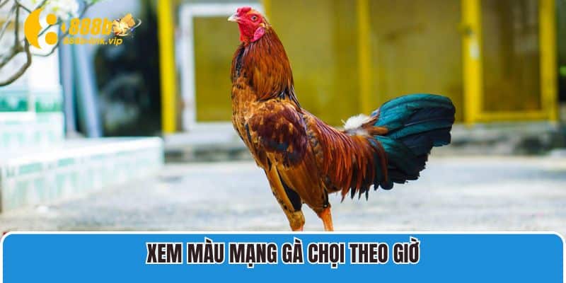 Xem màu mạng gà chọi theo giờ