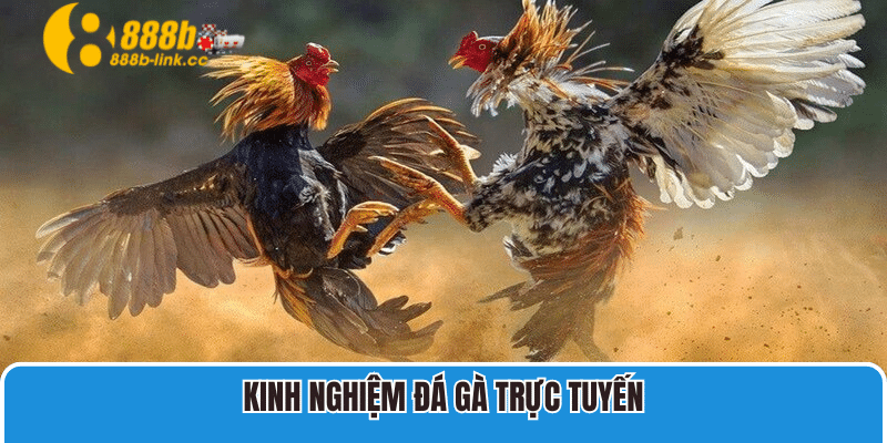 Kinh nghiệm đá gà trực tuyến