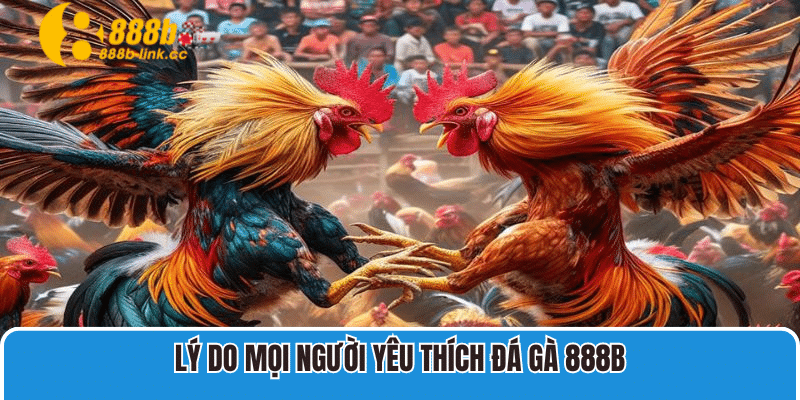 Lý do mọi người yêu thích Đá Gà 888B