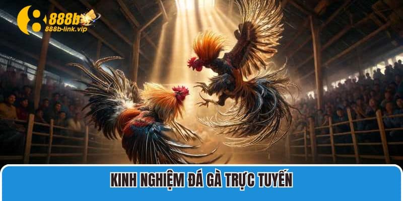 Đá Gà 888B Kinh nghiệm đá gà trực tuyến