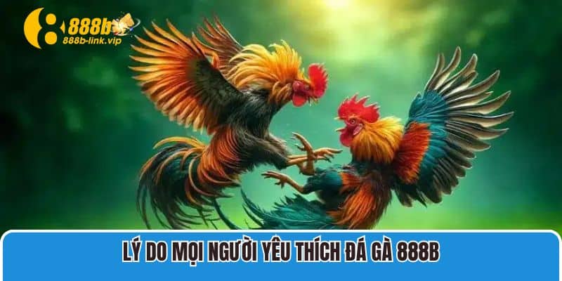 Đá Gà 888B Lý do mọi người yêu thích Đá Gà 888B