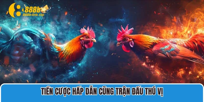 Đá Gà 888B Tiền cược hấp dẫn cũng trận đấu thú vị